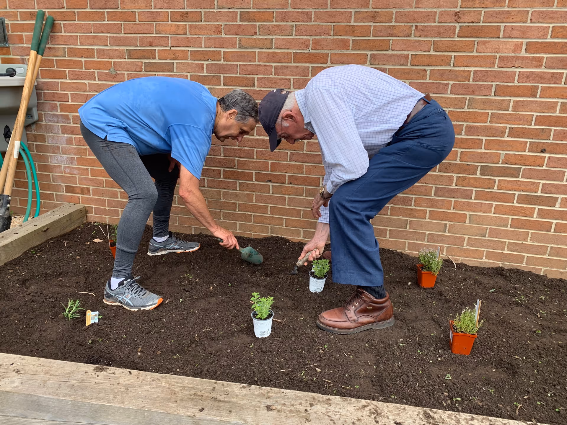 Two elderly men are gardening together in a raised garden bed next to a brick wall. They are both bent over, using small gardening tools to plant small potted plants in the soil. Gardening tools and a hose are visible leaning against the wall.