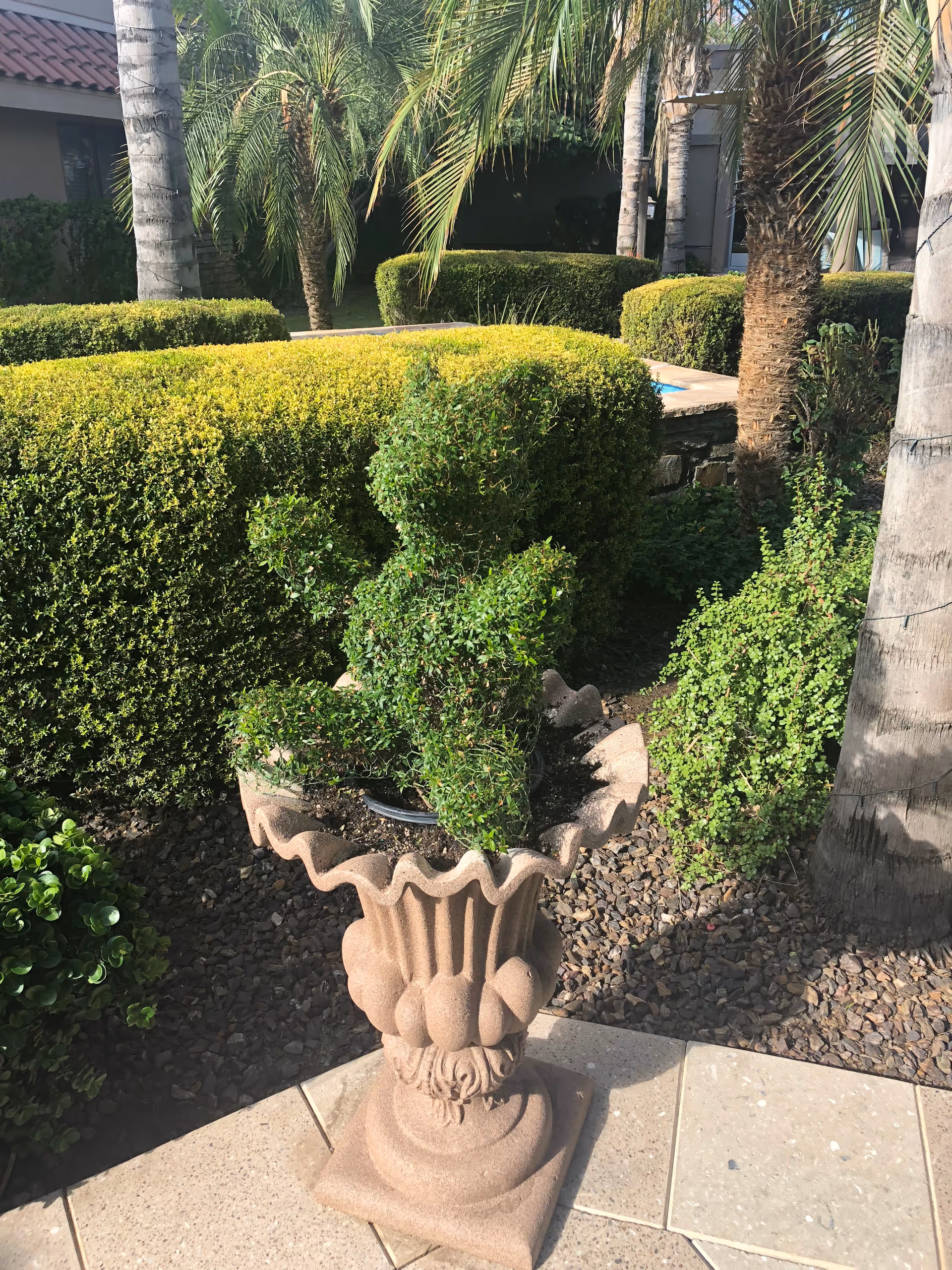 Ornate stone planter holding a trimmed topiary with neatly clipped hedges, palm trees, and a tiled walkway in a sunny courtyard.