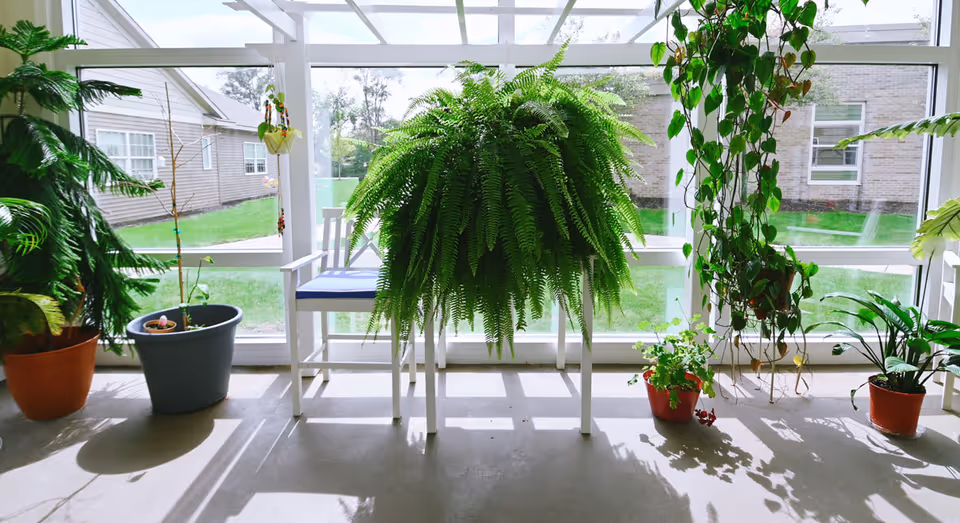 Indoor sunroom area with large windows showing a green lawn outside. Several potted plants, including a large fern on a white table and other hanging and floor plants, are arranged around a white chair with a blue cushion.