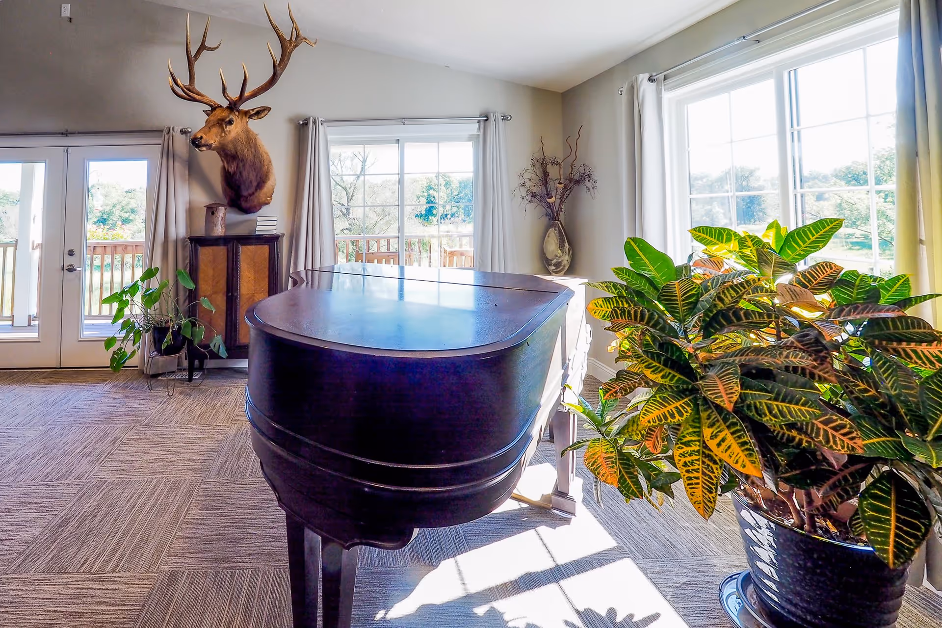 Bright room with large windows and glass doors letting in natural light, featuring a black grand piano in the center, a mounted deer head on the wall, a cabinet with books and a birdhouse, and several green potted plants.