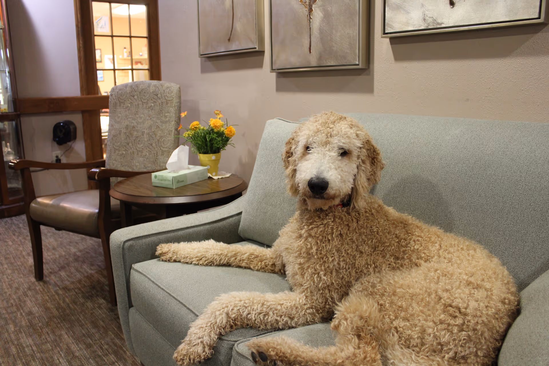 A curly-haired dog lying on a light gray sofa in a cozy room. Next to the sofa is a round wooden side table with a box of tissues and a yellow pot with yellow flowers. Behind the table is a patterned armchair. The wall behind the sofa has three abstract paintings.