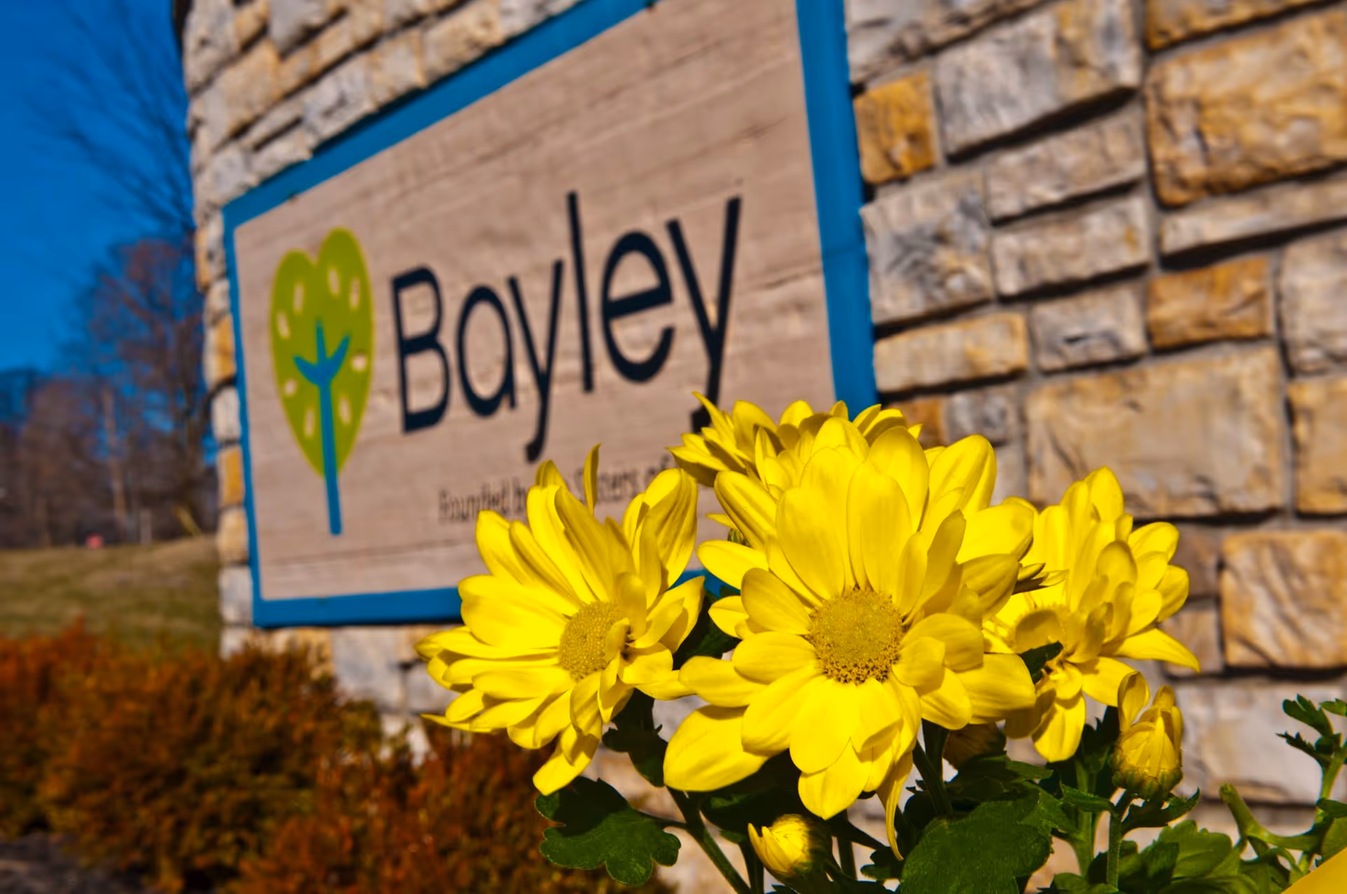 Close-up of bright yellow flowers in front of a stone wall with a wooden sign that reads 'Bayley' with a green tree logo, under a clear blue sky.