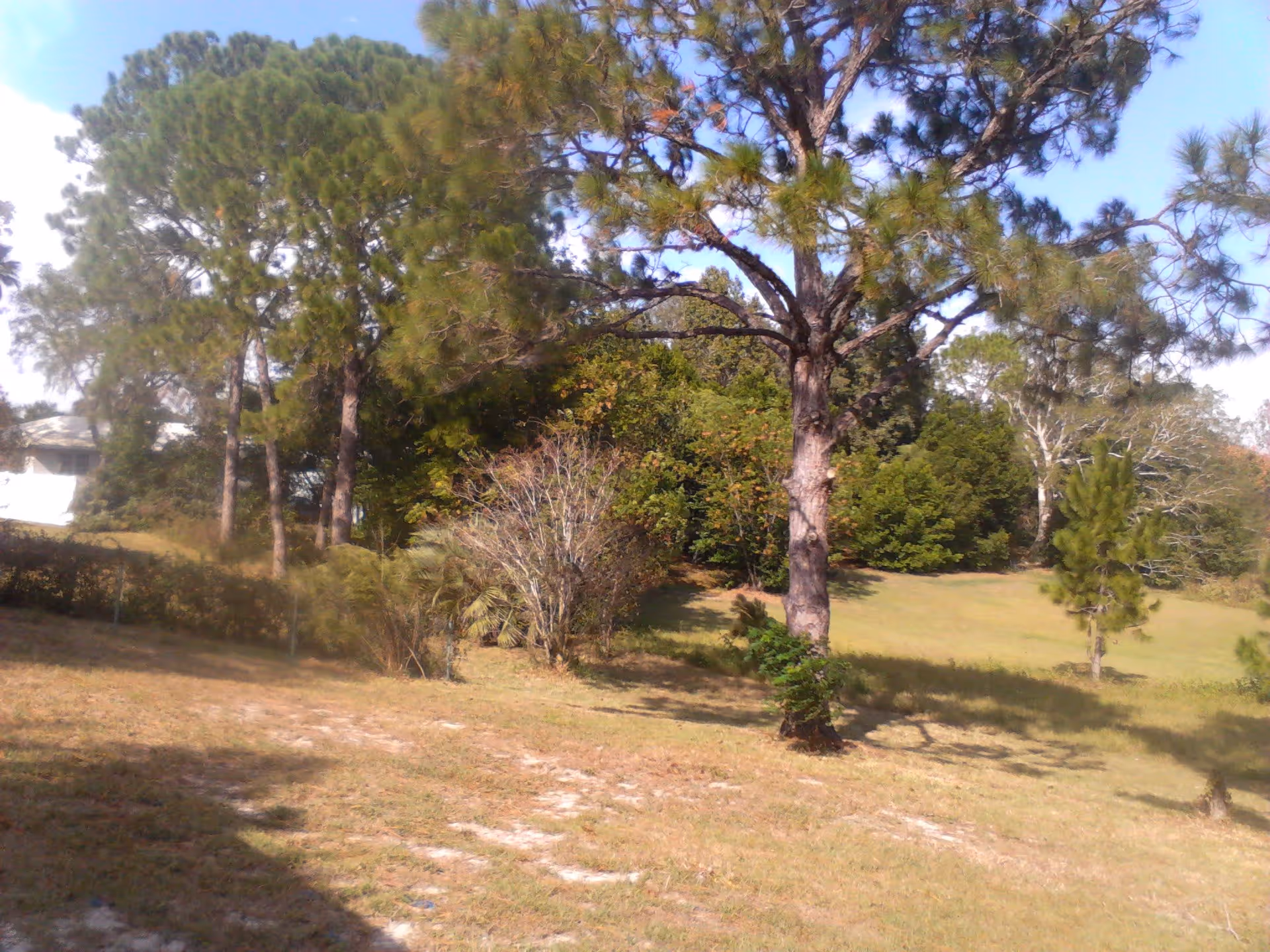 A grassy outdoor area with several trees and bushes under a clear blue sky, with a building partially visible in the background on the left side.