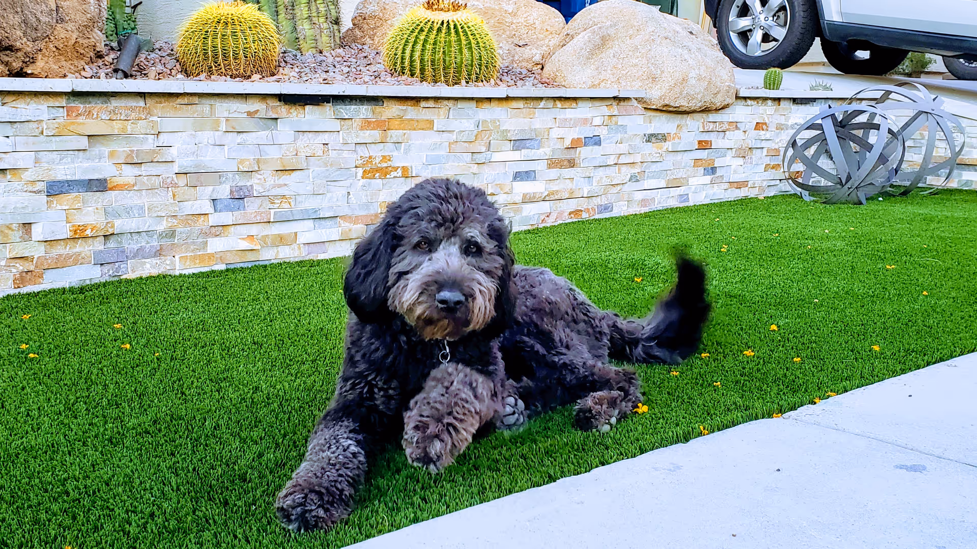 A fluffy black and gray dog lying on green artificial grass in an outdoor area with a stone wall, cactus plants, large rocks, and part of a parked vehicle visible in the background.