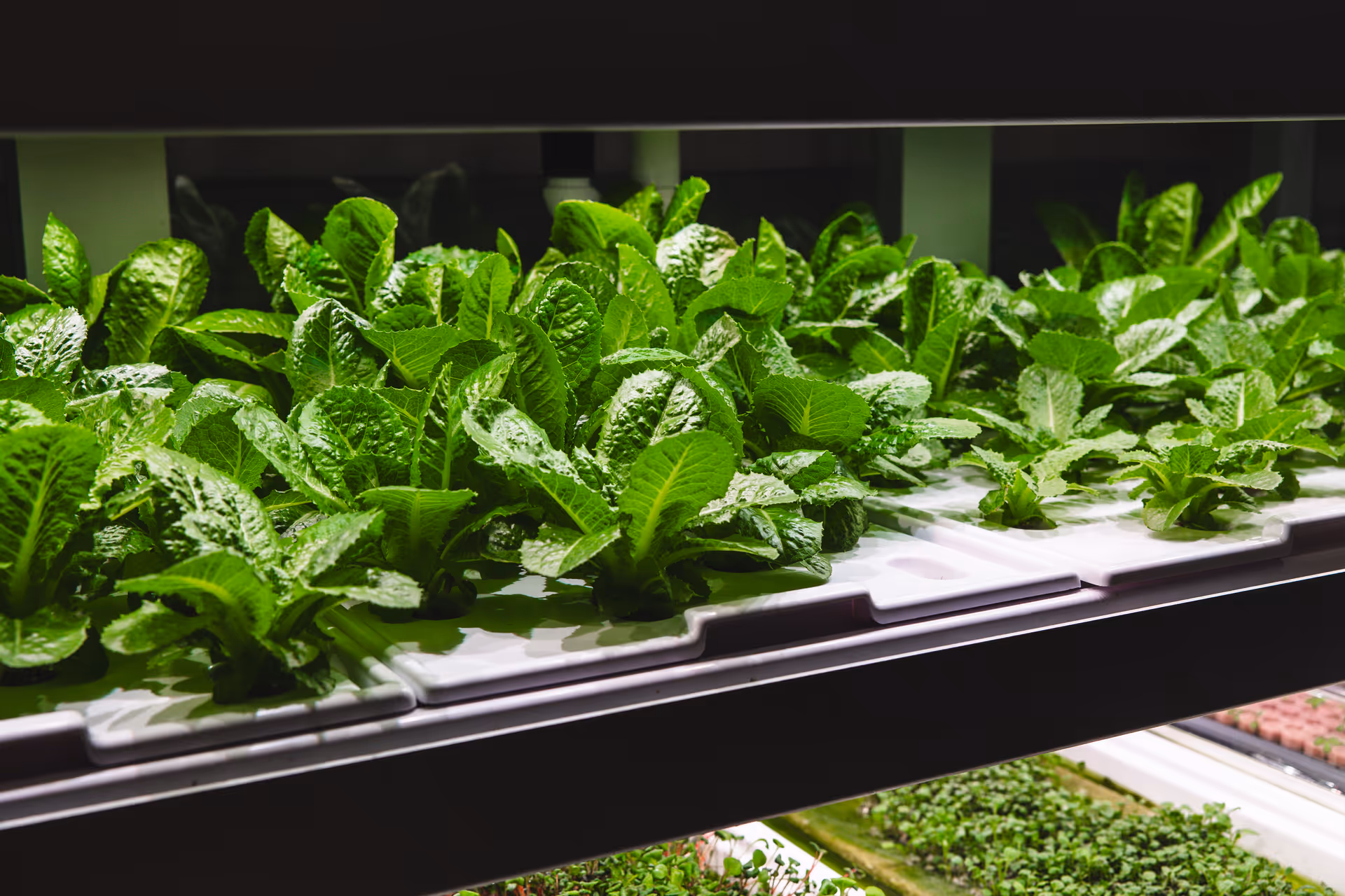 Rows of leafy green lettuce growing in indoor hydroponic trays under grow lights.