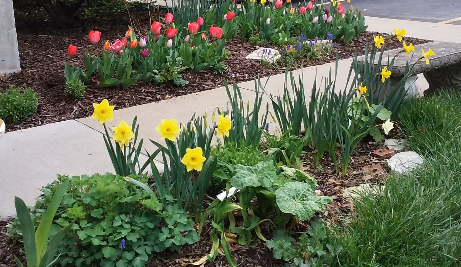 A garden bed with blooming yellow daffodils, pink and red tulips, and other green plants along a concrete sidewalk. There is a stone bench on the right side and a parking lot in the background.