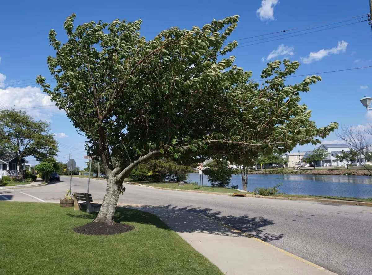 A leafy tree on a grassy patch next to a sidewalk and a road, with a body of water and houses visible in the background under a blue sky with some clouds.