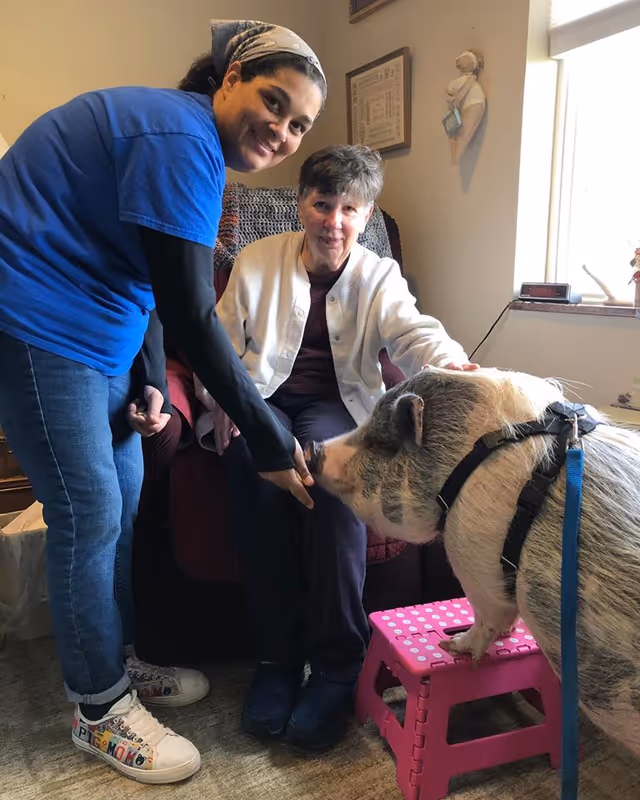 A woman in a blue shirt and jeans is smiling and bending down to help an elderly woman sitting in a chair pet a large pig standing on a pink step stool inside a room with a window.