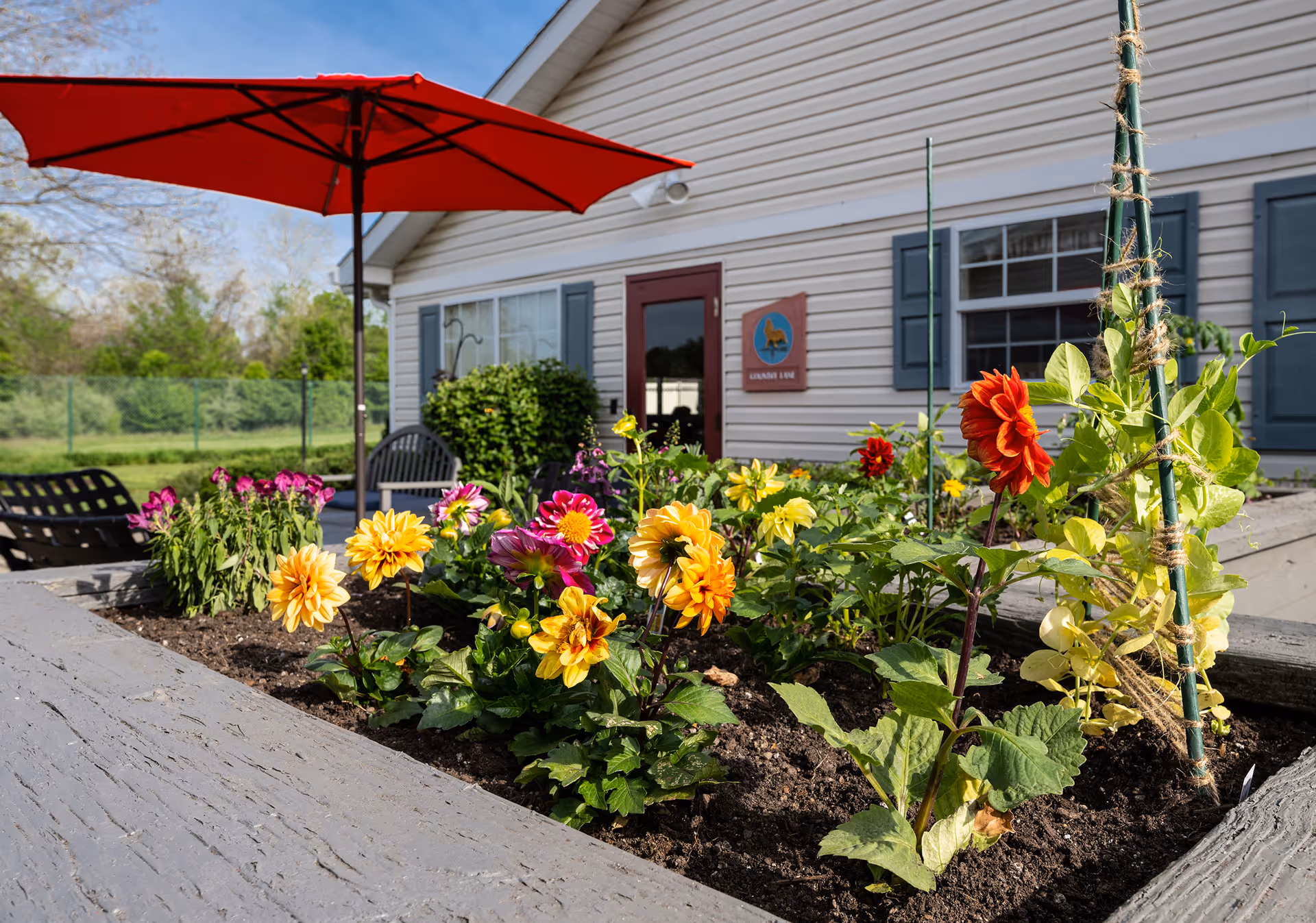A vibrant outdoor garden bed filled with colorful flowers including yellow, red, and purple blooms. Behind the garden is a white building with blue shutters and a red door. A large red patio umbrella provides shade over a seating area with black chairs. The scene is bright and sunny with greenery and trees in the background.