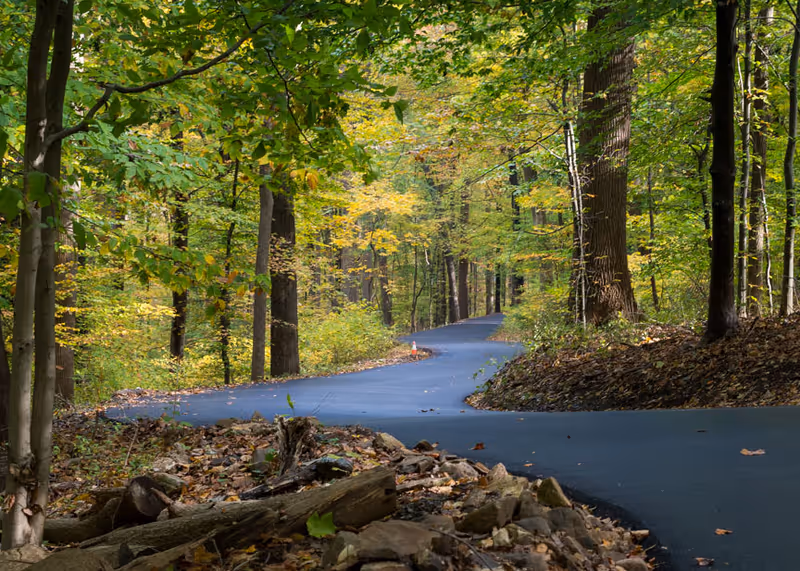 A winding paved path through a dense forest with trees showing green and yellow leaves, surrounded by fallen leaves and rocks on the forest floor.