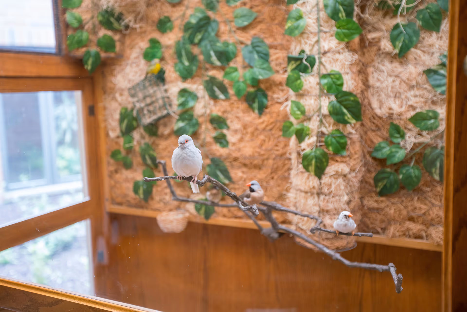Three small birds perched on a branch inside an enclosure with a textured wall decorated with green leaves in the background and a window to the left.
