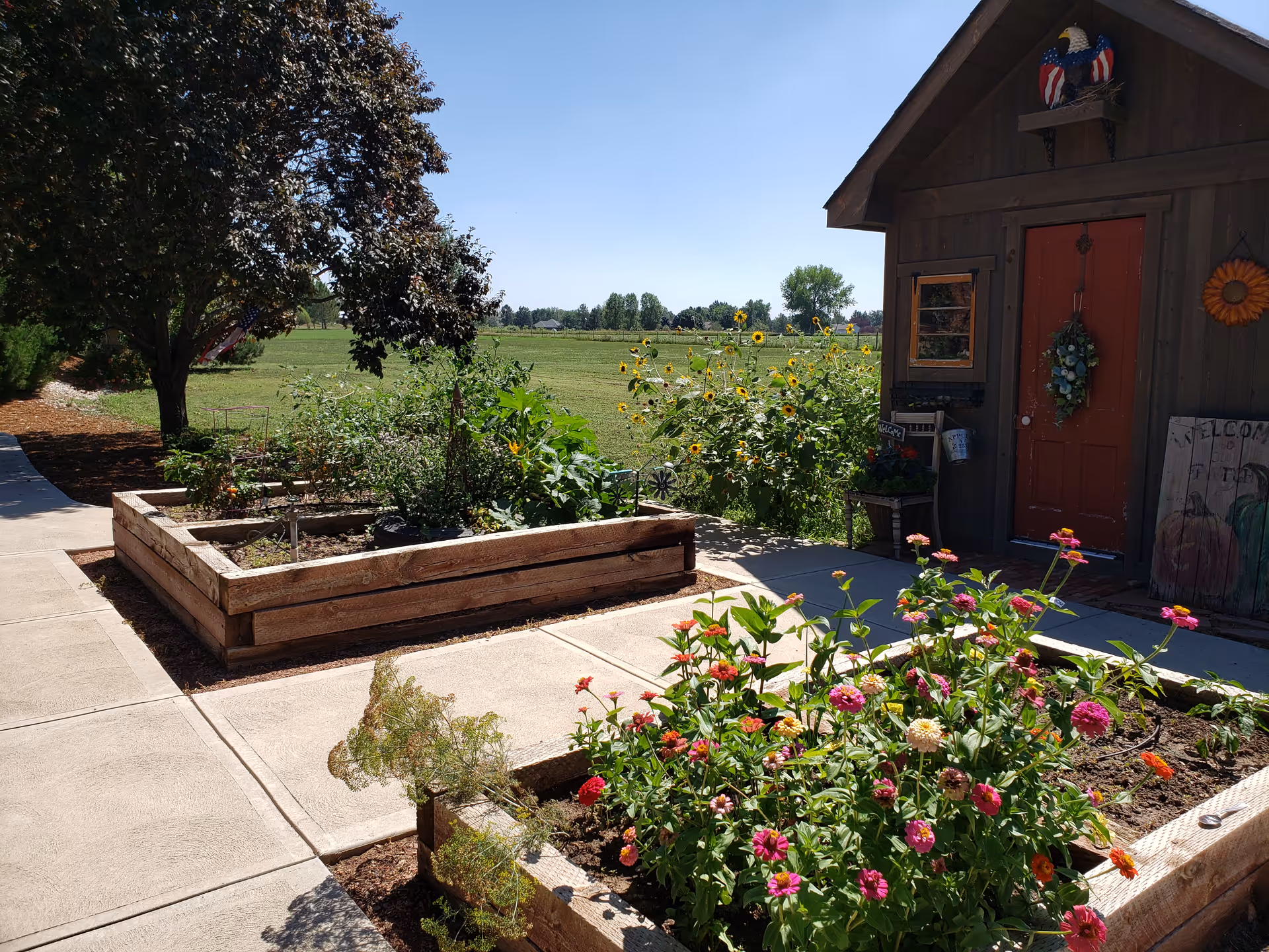 A sunny outdoor garden area with raised wooden flower beds filled with colorful flowers and plants. There is a small wooden shed with a red door decorated with a wreath and an eagle ornament above it. A paved walkway runs alongside the garden beds, and a large tree provides some shade. In the background, there is a wide open grassy field under a clear blue sky.
