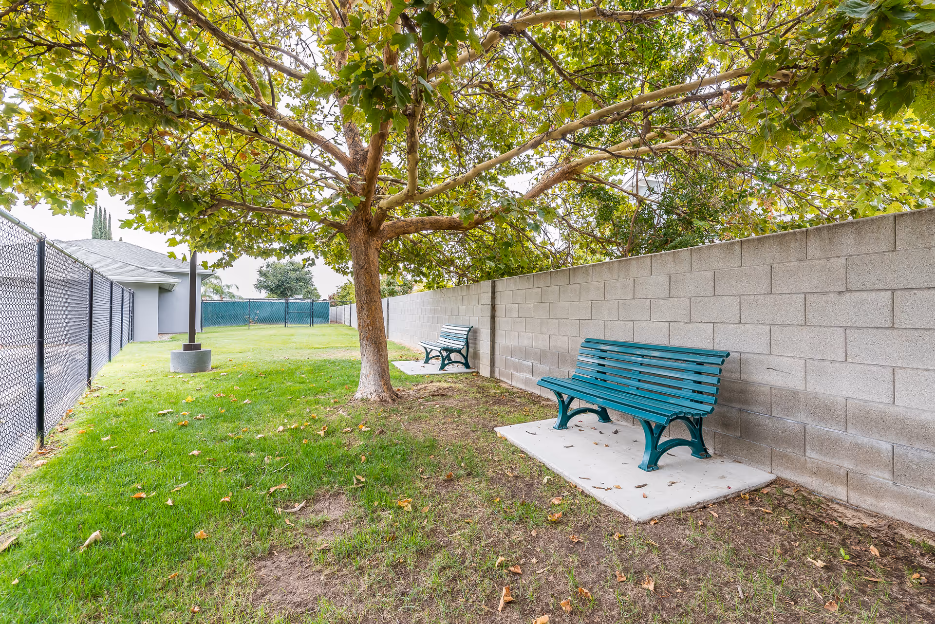 Outdoor area with green grass, two green benches on concrete pads, a large tree providing shade, a chain-link fence on the left, and a cinder block wall on the right.