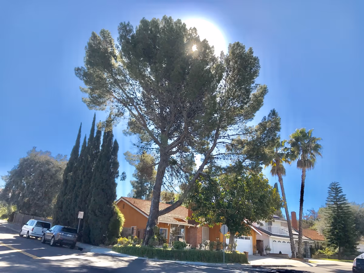 A sunny residential street with a single-story house featuring a red-tiled roof partially obscured by tall trees including a large pine tree and palm trees. Several cars are parked along the street under a clear blue sky.