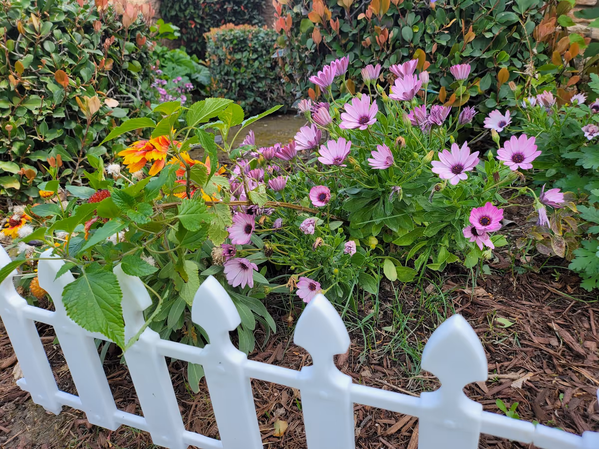 A small garden area with a white plastic picket fence in the foreground. Inside the garden, there are blooming purple and yellow flowers surrounded by green foliage and mulch.
