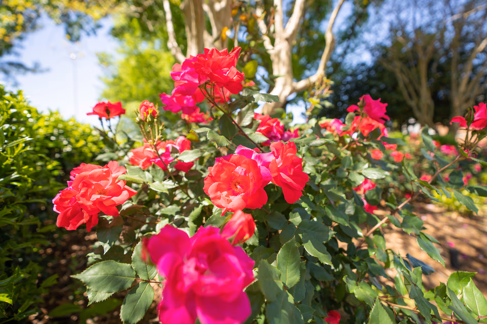 Close-up view of vibrant red and pink roses blooming in a garden with green leaves and trees in the background under a clear blue sky.