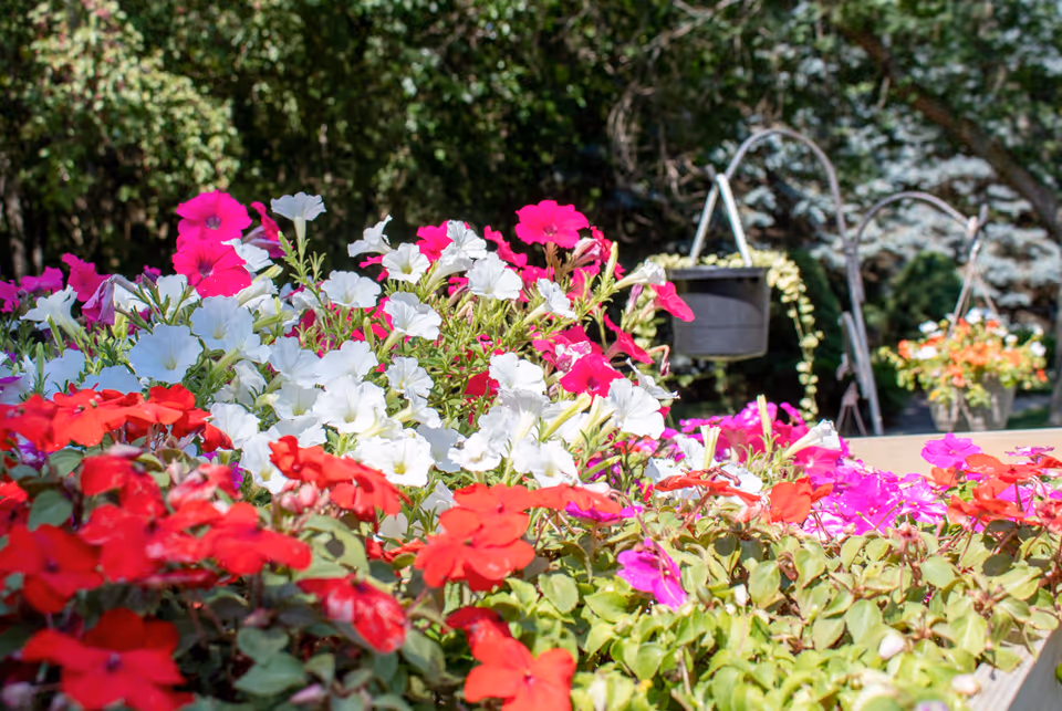 Colorful red, white, and pink flowers in a sunlit outdoor garden bed with hanging planters in the background.