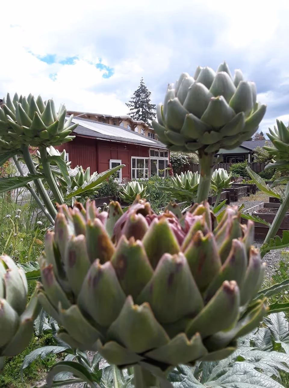 Close-up view of green artichoke plants growing in a garden with raised beds. In the background, there is a red building with white-framed windows and a cloudy sky above.