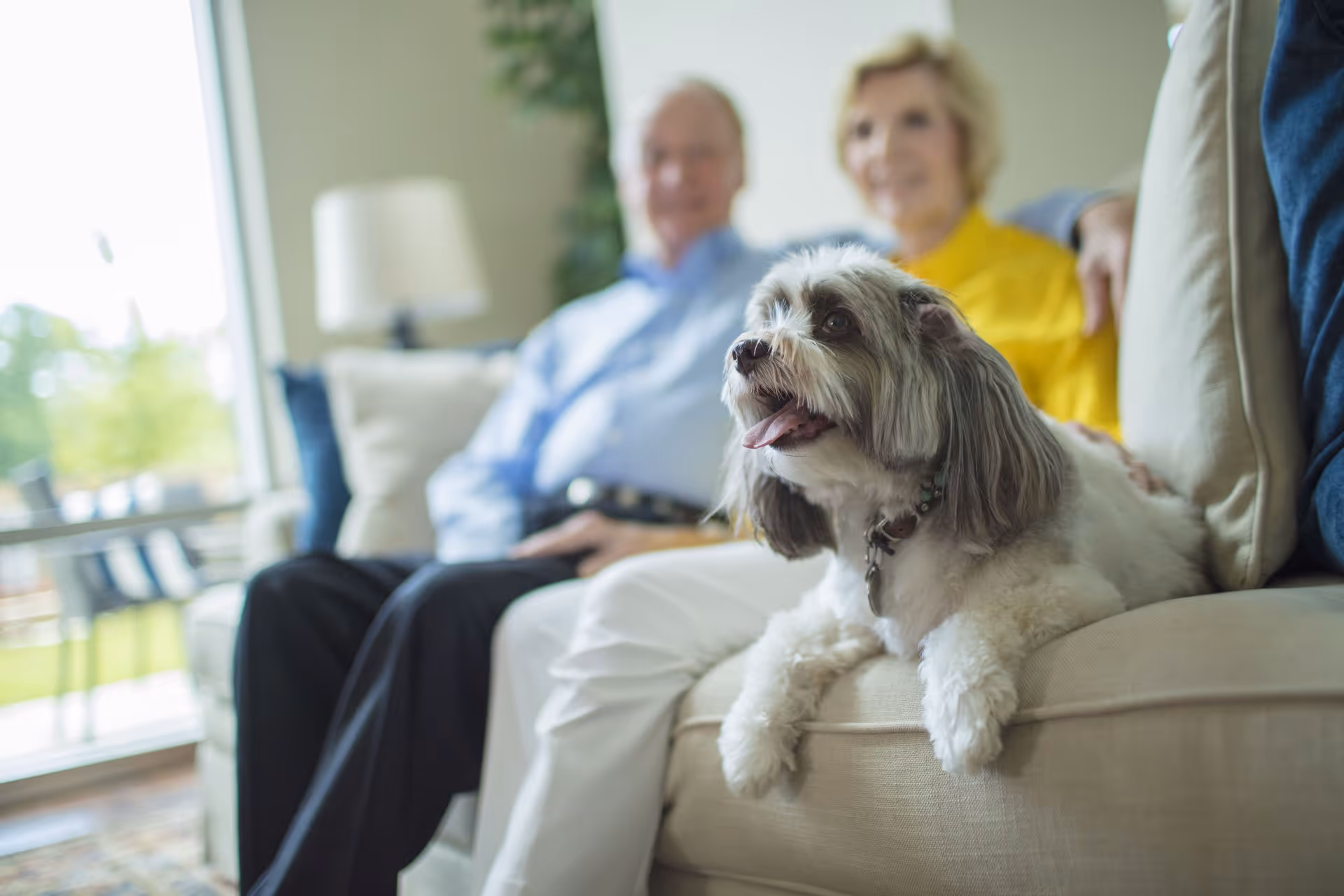 A small fluffy dog with white and gray fur is sitting on a beige couch, looking to the side with its mouth open. In the background, an elderly man and woman are sitting on the couch, slightly out of focus. The room is bright with natural light coming from a large window.