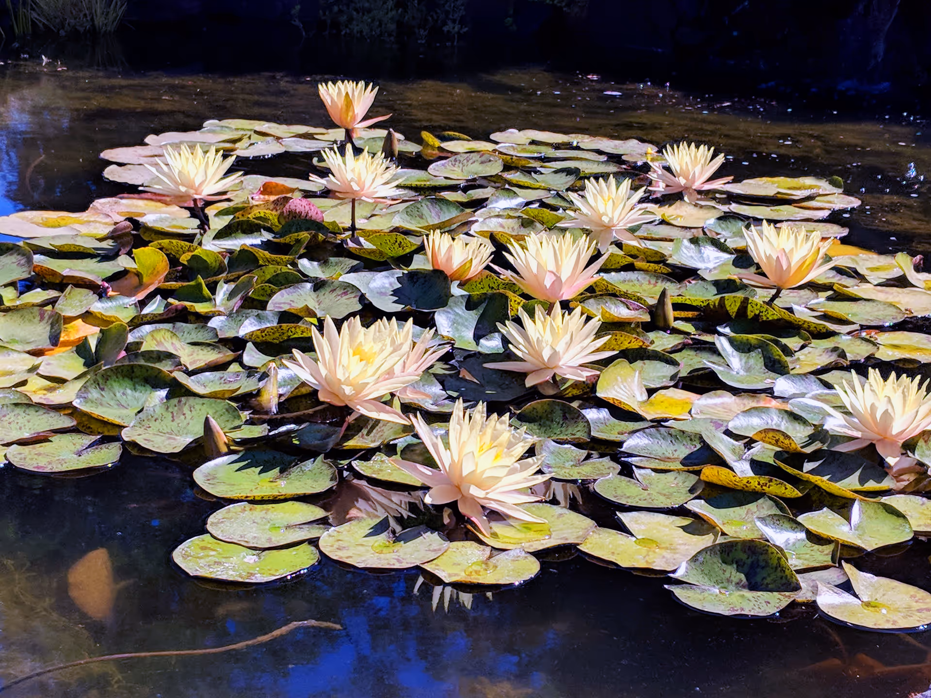 A cluster of pale yellow water lilies blooming on a pond surrounded by green lily pads with some brown spots, under bright sunlight.