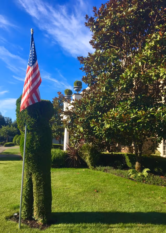 A neatly trimmed topiary shaped like a person saluting while holding an American flag on a pole, situated on a well-maintained green lawn with trees and a building partially visible in the background under a blue sky with wispy clouds.