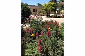 A garden area with various colorful flowers and green plants in the foreground, and a beige building with windows and trees in the background under a clear blue sky.