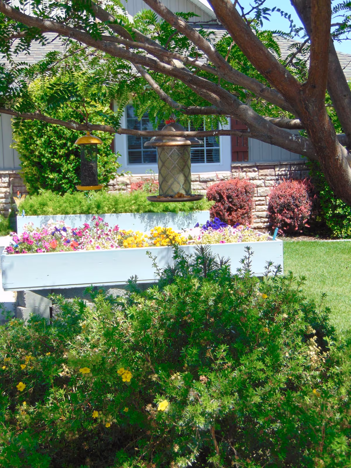 Raised white planters filled with colorful flowers and hanging bird feeders under a tree in front of a residential building facade.