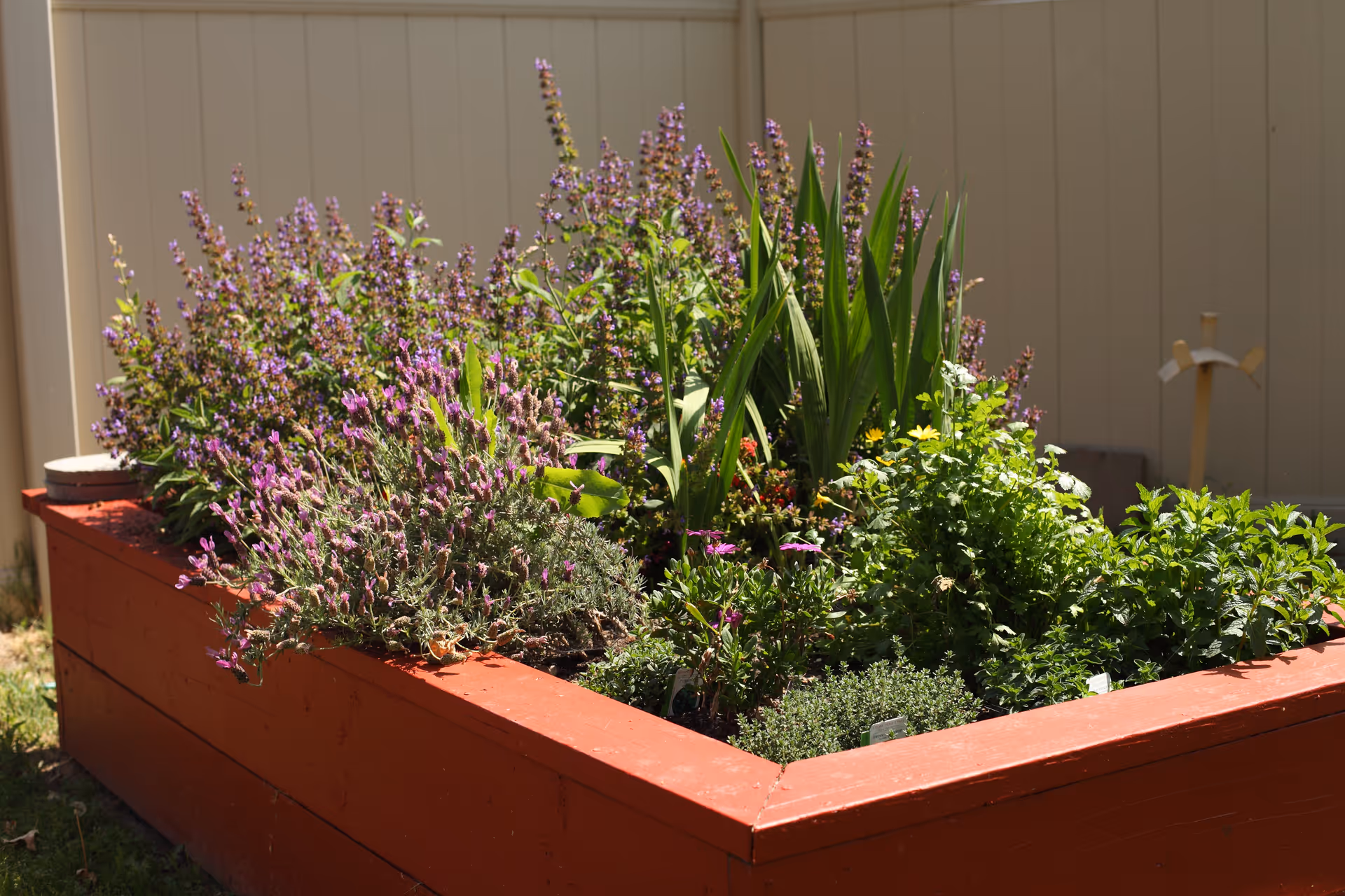 Red wooden raised planter bed filled with green foliage and purple flowering plants in a sunny yard against a beige fence.
