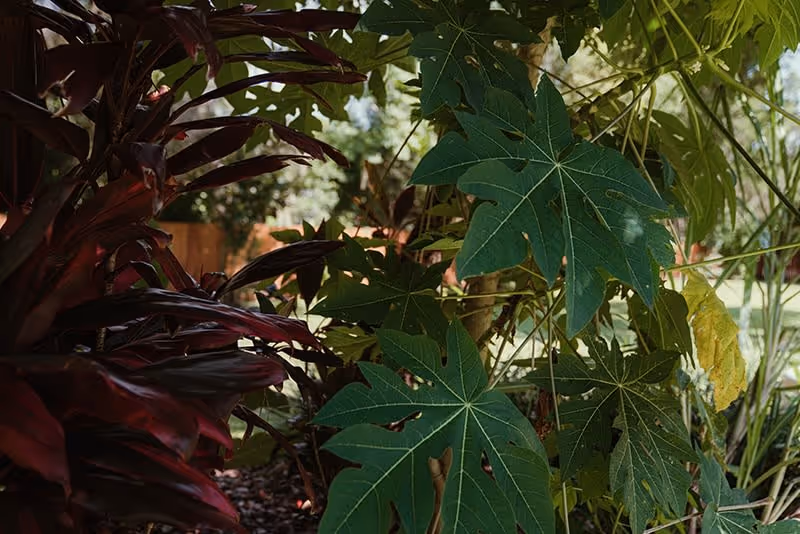 Close-up of green, lobed tropical leaves and reddish foliage in a shaded outdoor garden.