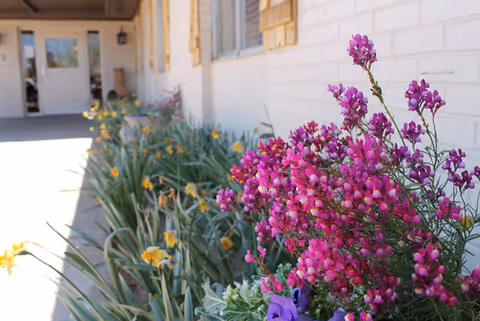 Close-up view of vibrant pink and purple flowers planted along the side of a building with white brick walls and wooden shutters. The walkway beside the flower bed leads to a door at the end of the building.