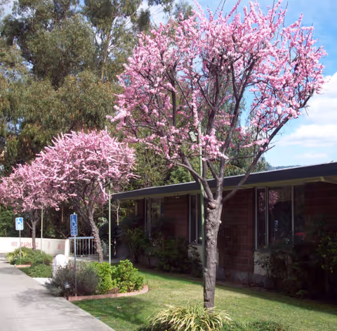 Outdoor view of a senior living facility with blooming pink cherry blossom trees along a sidewalk. The building has large windows and is surrounded by green shrubs and grass. There are handicap parking signs visible near the sidewalk.