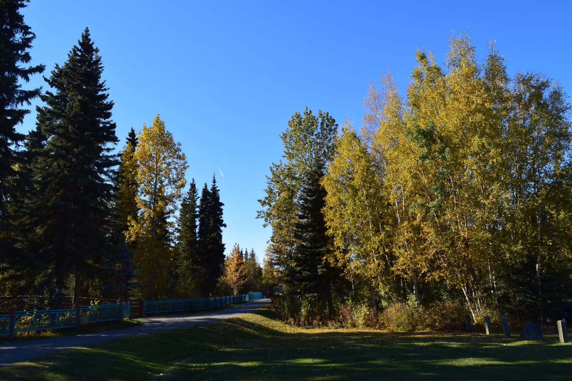 A scenic outdoor pathway surrounded by tall evergreen and deciduous trees with yellowing leaves under a clear blue sky.
