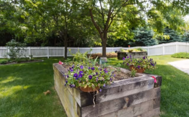 A raised wooden garden bed with purple flowers and green plants, situated on a well-maintained grassy lawn with a white picket fence and trees in the background.
