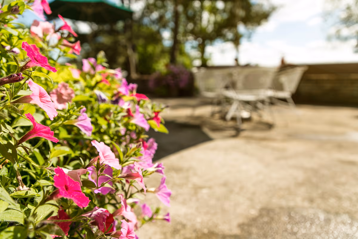 Close-up of pink and purple petunias along a sunlit patio with blurred outdoor chairs and greenery in the background.