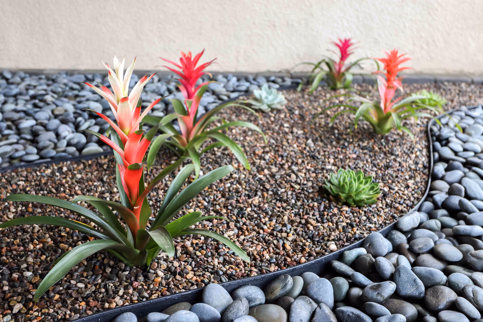 Close-up view of a decorative indoor garden bed featuring small colorful bromeliad plants and succulents planted in gravel, bordered by smooth gray river rocks, with a beige wall in the background.