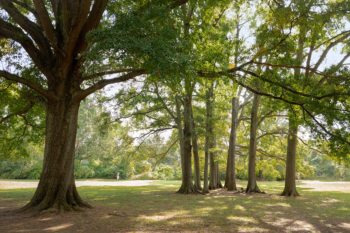 A peaceful outdoor scene featuring large trees with green leaves casting shadows on the grassy ground. Two people are visible walking in the distance along a path surrounded by greenery.