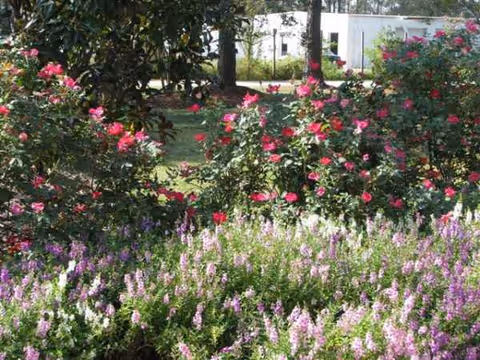 Garden with pink roses and purple flowers in front of a white senior living facility.