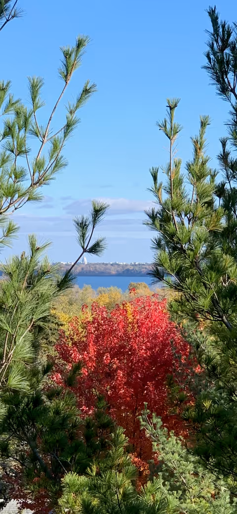 Autumn trees and pine branches frame a distant lake beneath a clear blue sky.