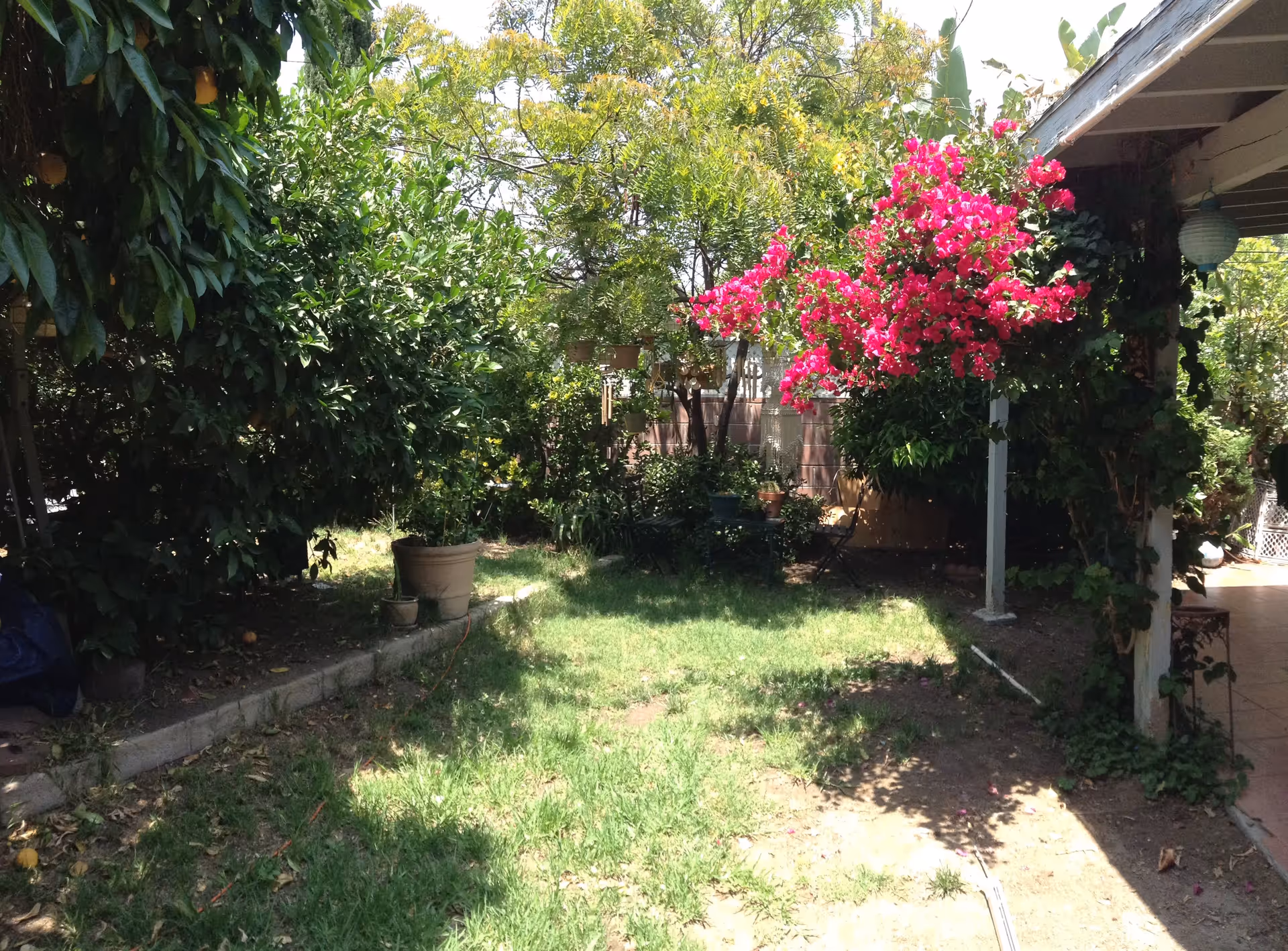 A sunny garden area with green grass, various trees and plants, including a vibrant pink flowering bush near a covered patio with tiled flooring.