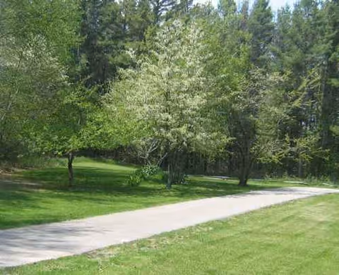 Sunlit outdoor park area with a paved path and trees.