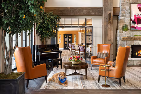 A cozy living room area with four orange leather armchairs arranged around a round wooden coffee table with a flower arrangement. A small dog wearing a blue bandana lies on the patterned carpet in front of the table. To the left, there is a large potted tree near tall windows. In the background, a black piano is visible, and to the right, a stone fireplace with a fire burning and a colorful abstract painting above it.