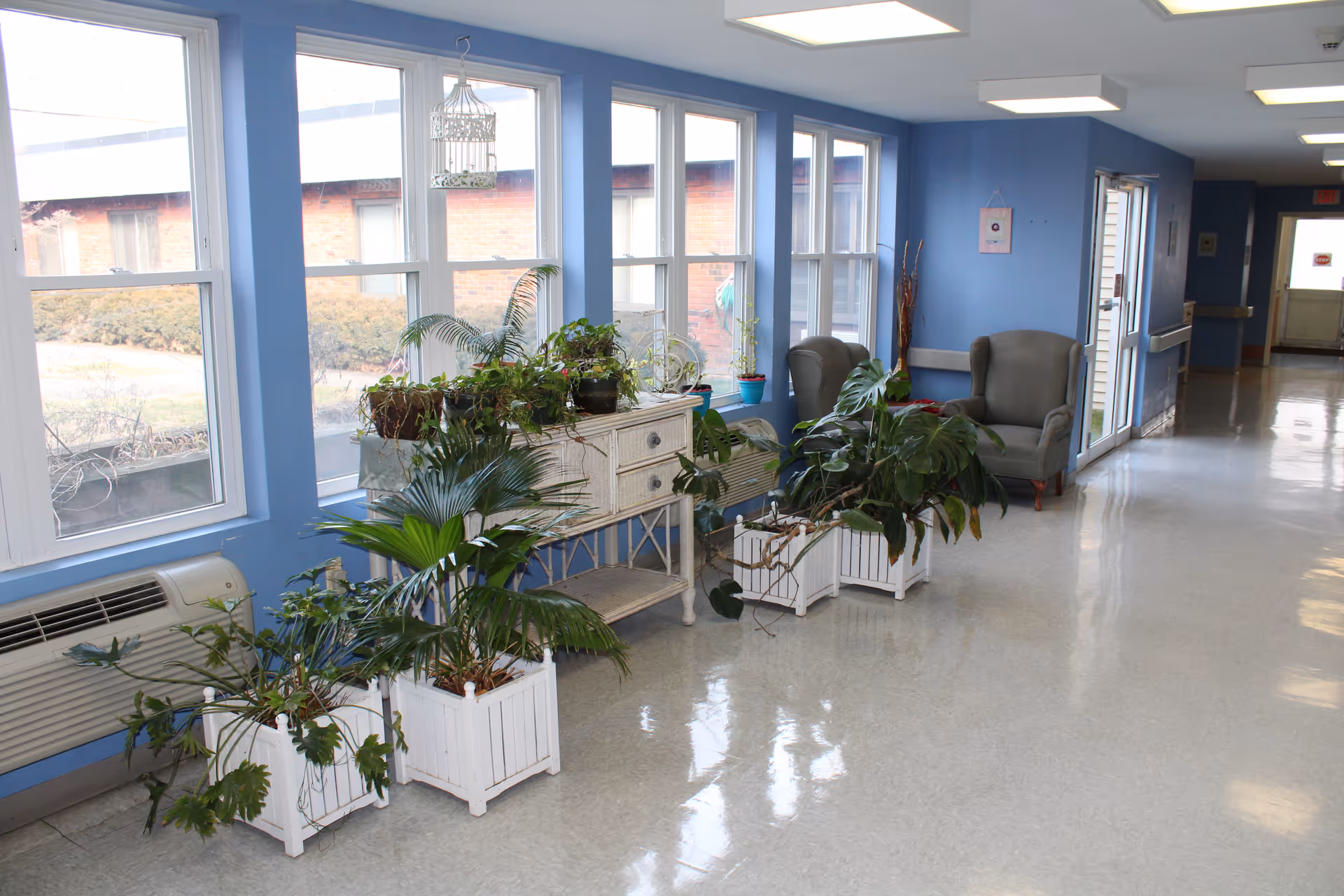 A bright hallway with blue walls and large windows letting in natural light. Several green potted plants are arranged along the wall on white stands and a white cabinet. Two gray armchairs are placed near the end of the hallway next to a door. The floor is shiny and reflective.