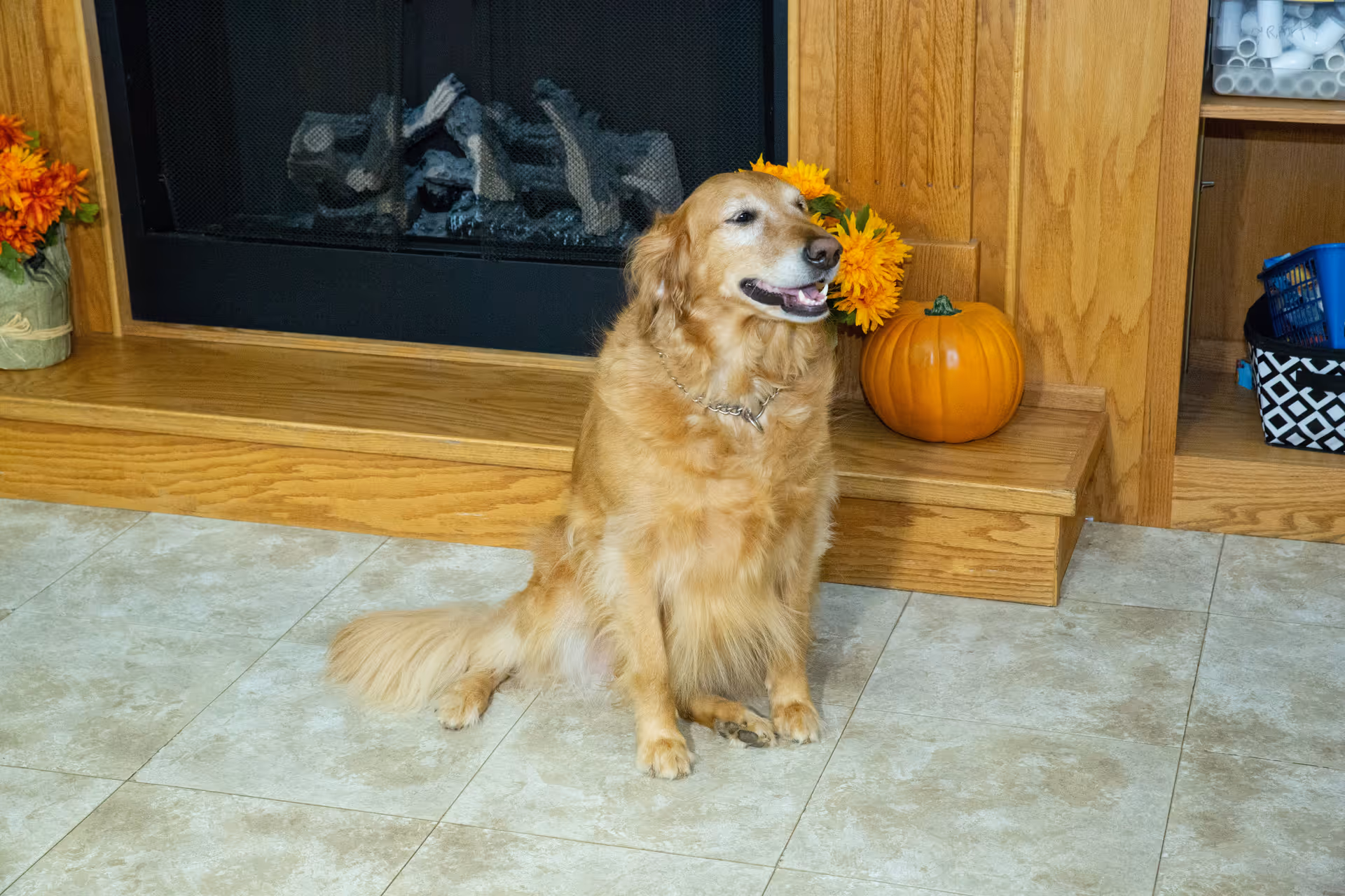 A golden retriever sits on a tiled floor in front of a wooden fireplace mantel decorated with a pumpkin and flowers.
