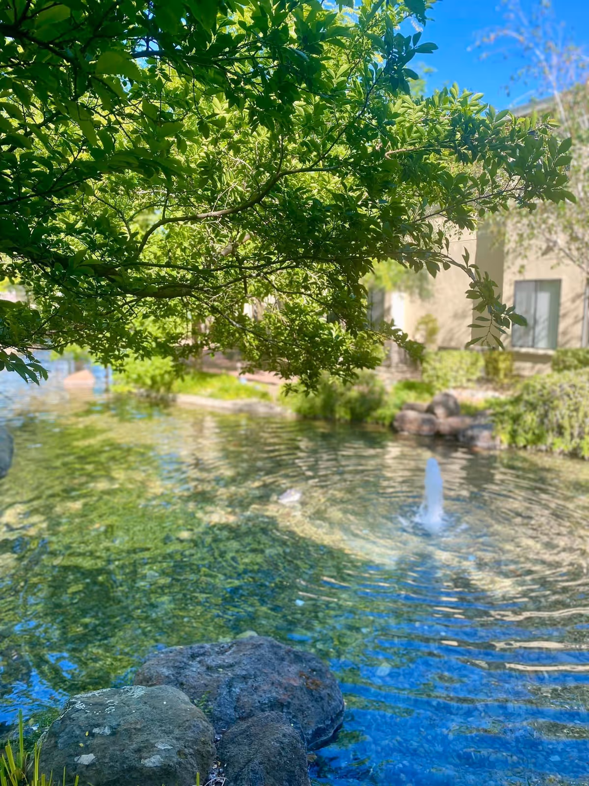 A serene outdoor pond with clear water, a small fountain in the center, surrounded by rocks and lush green trees. In the background, part of a building with windows is visible under a bright blue sky.