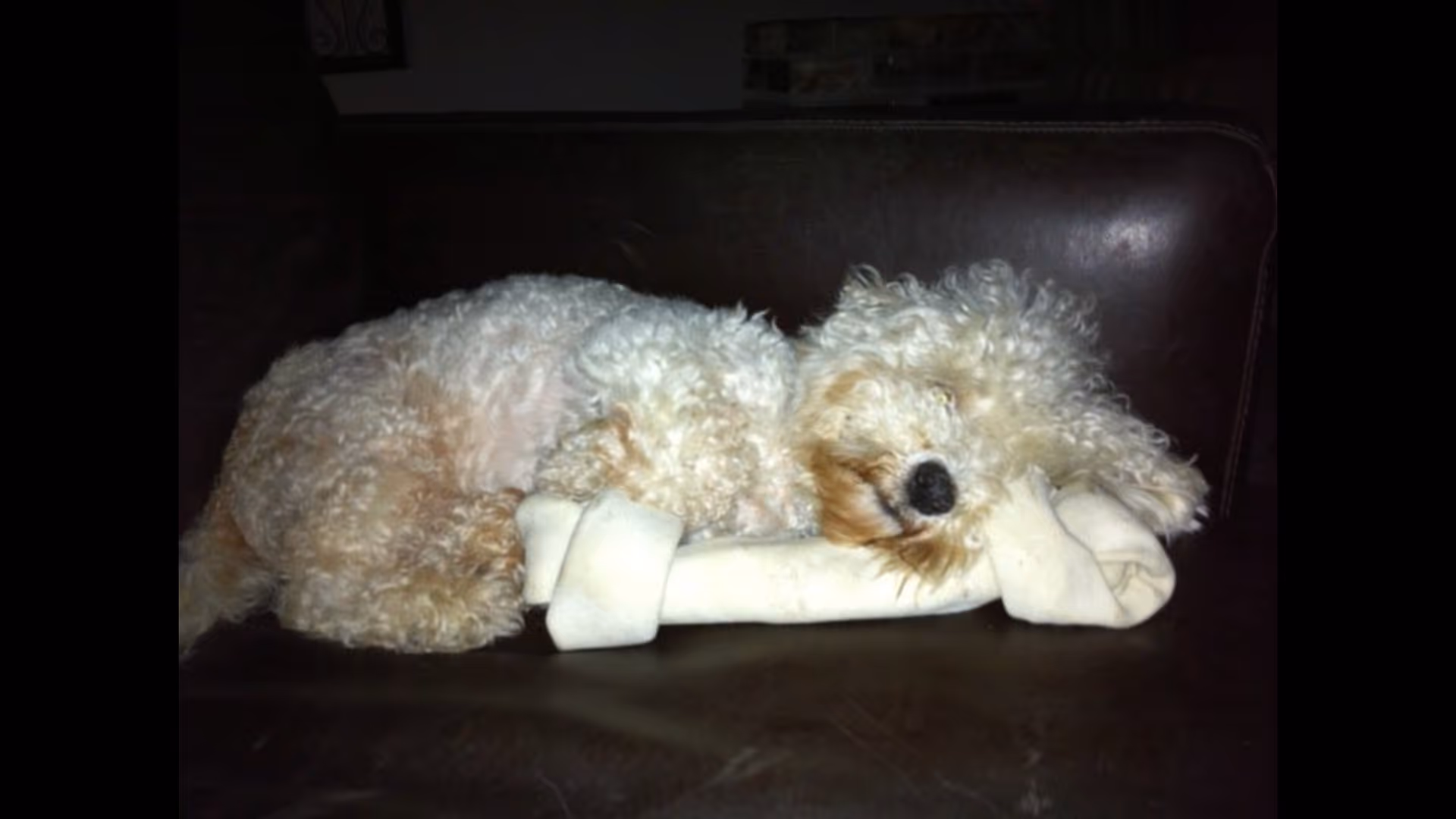 A small curly-haired dog sleeping on a leather couch with its head resting on a large rawhide bone.