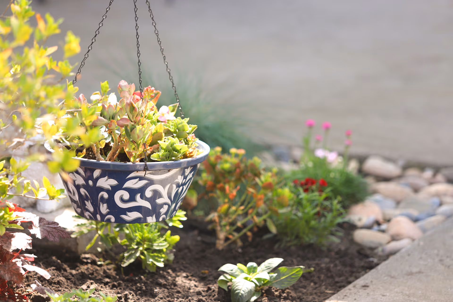 A patterned blue hanging planter filled with succulents hangs above a sunlit garden bed with flowers and decorative rocks.