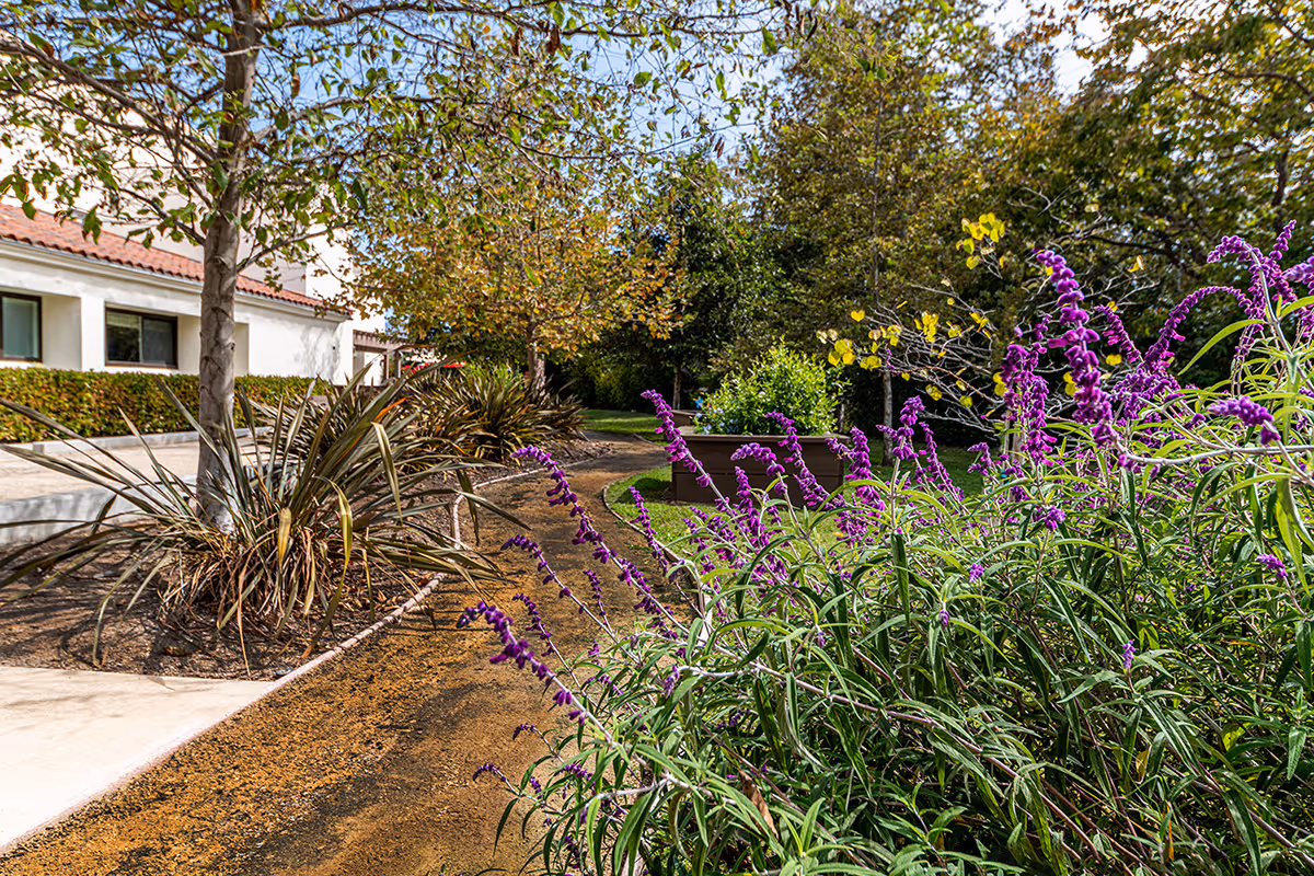 A garden path winding through a landscaped outdoor area with purple flowering plants in the foreground, trees with green and yellow leaves, and a building with white walls and a red-tiled roof in the background under a clear blue sky.