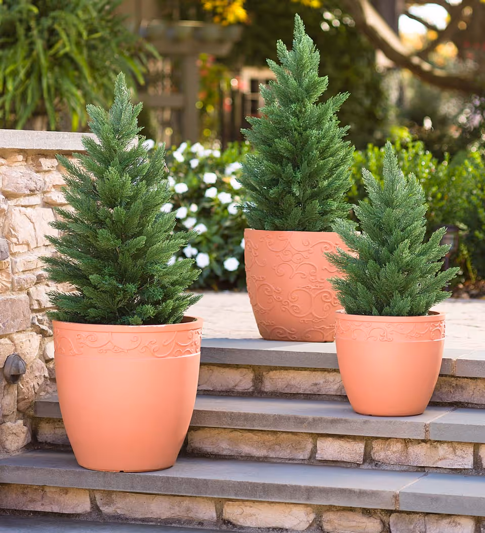 Three small evergreen shrubs in decorative terracotta pots arranged on stone steps in a sunlit garden.