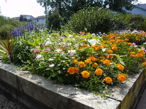 A raised garden bed filled with a variety of colorful flowers including orange marigolds, white, pink, and purple blooms, surrounded by greenery and trees in the background under a clear sky.