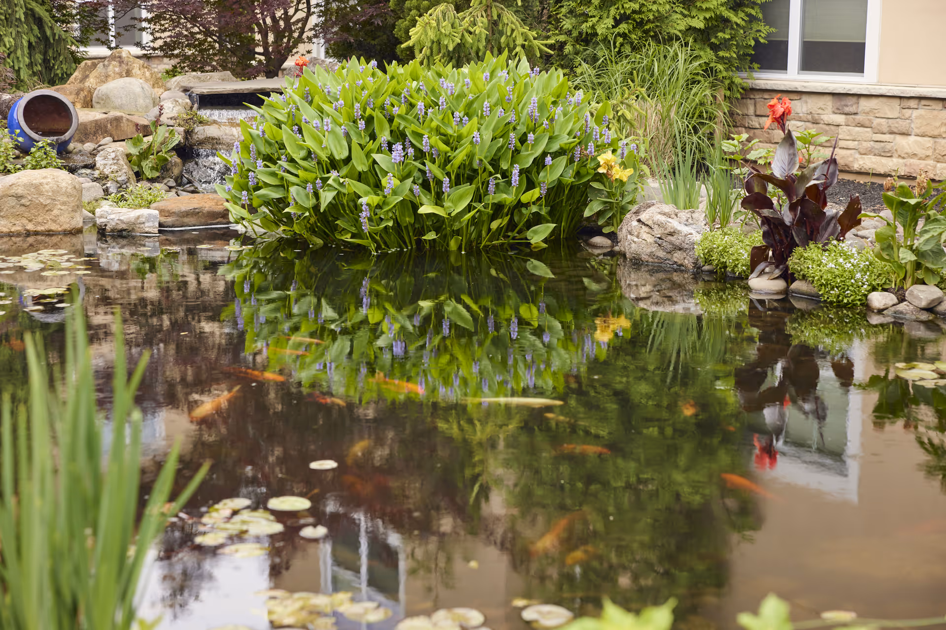 A serene outdoor pond with clear water reflecting surrounding plants and a building. The pond is bordered by rocks and lush greenery, including flowering plants with purple and red blooms. There are also orange fish swimming in the pond.